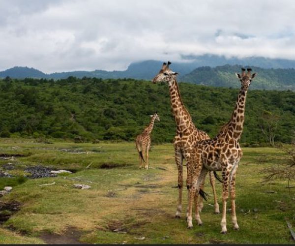 Arusha-national-park